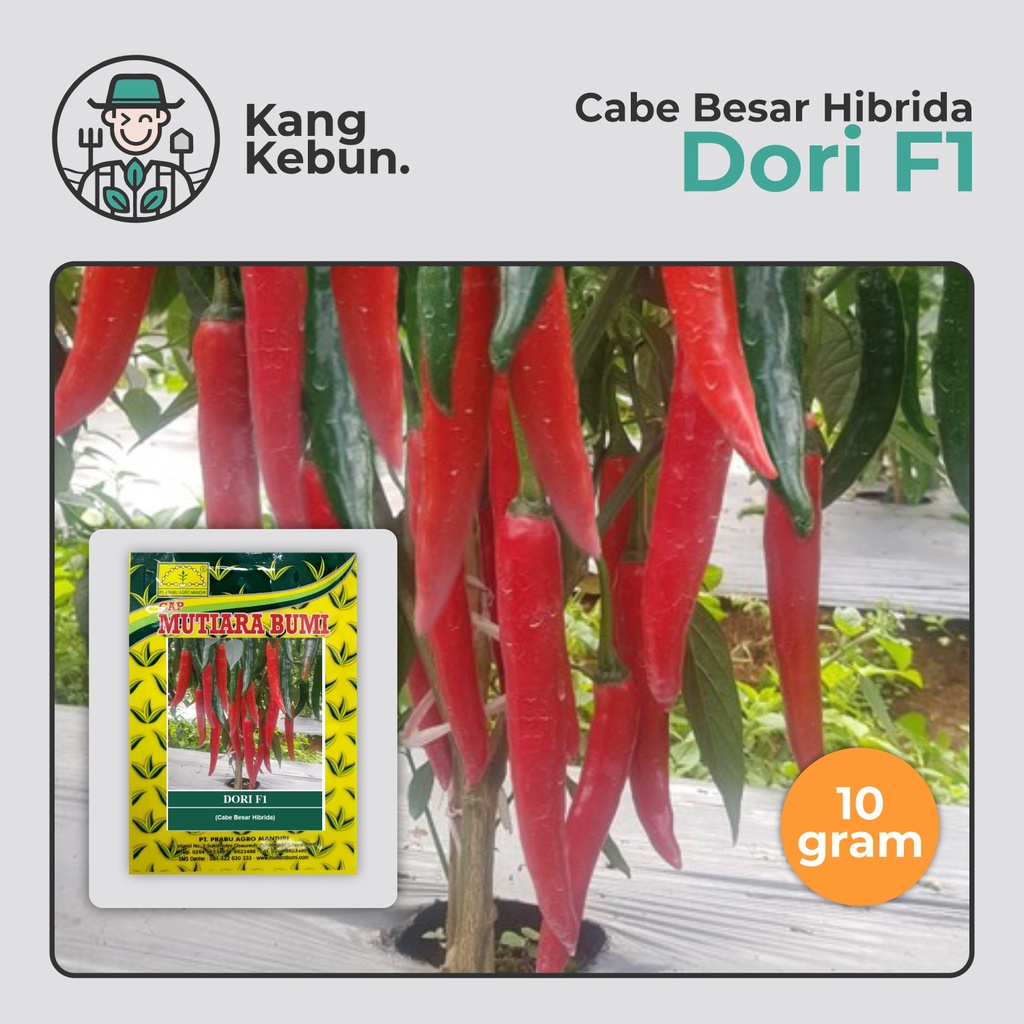 Benih Cabe Besar Dori F1 10 Gram isi 1500-1700 biji Cap Mutiara Bumi