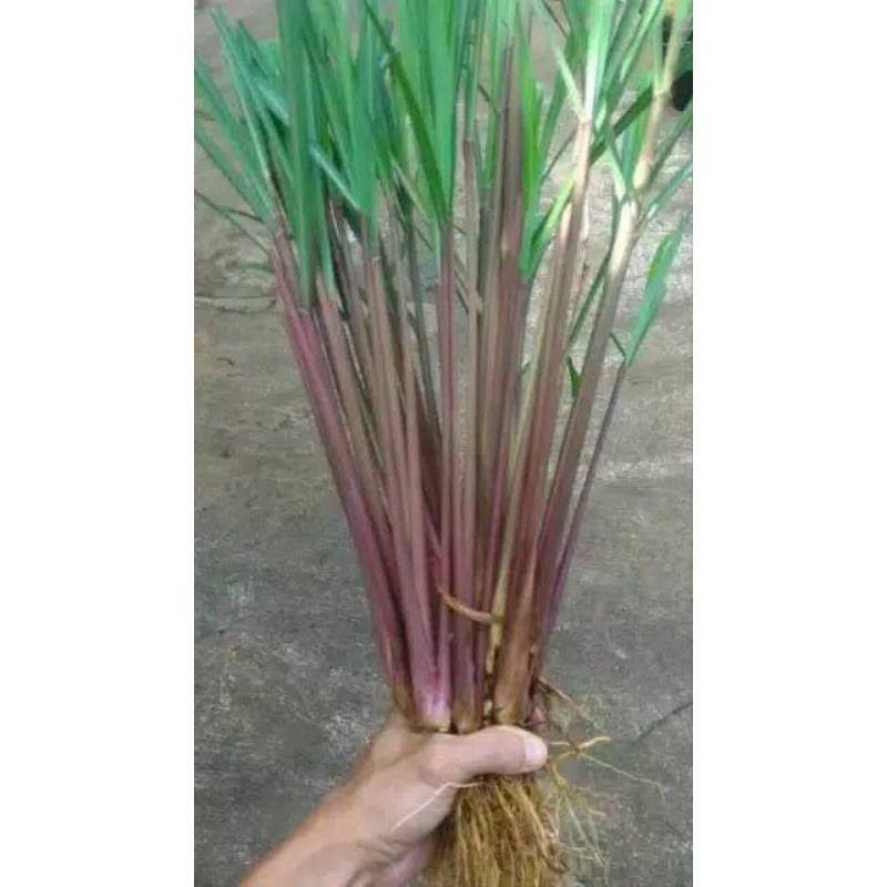 

SERAI WANGI MERAH SEGAR 100G/SEREH MERAH