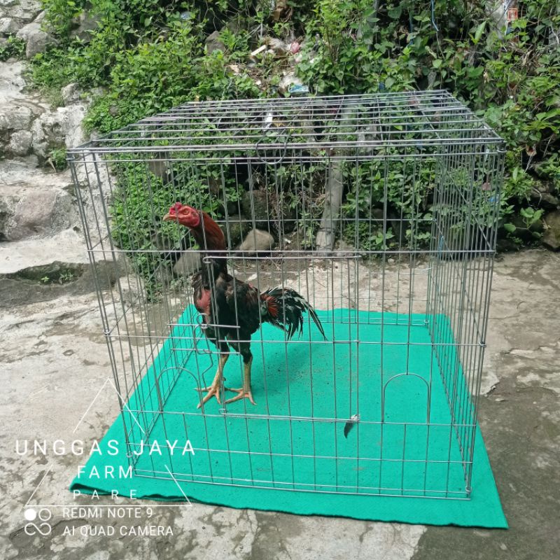 KANDANG AYAM MERPATI LIPAT