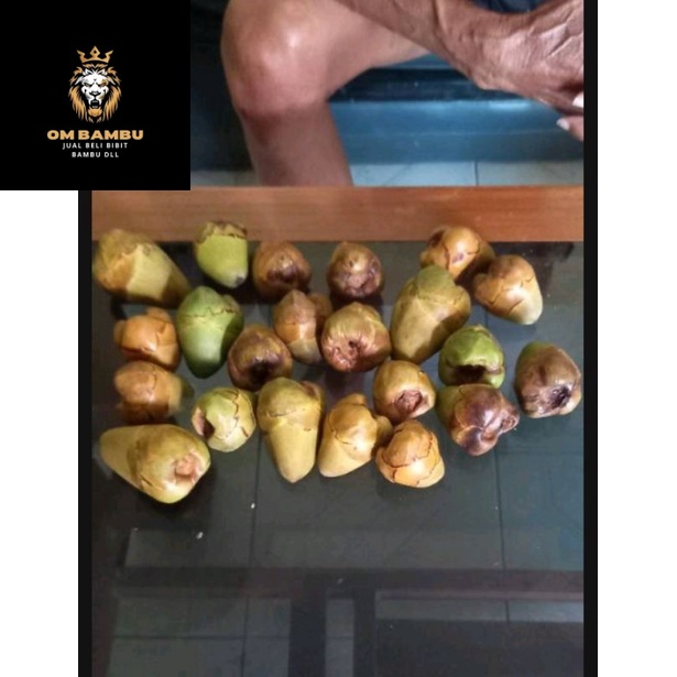 

buah kelapa pentil beruluk herbal