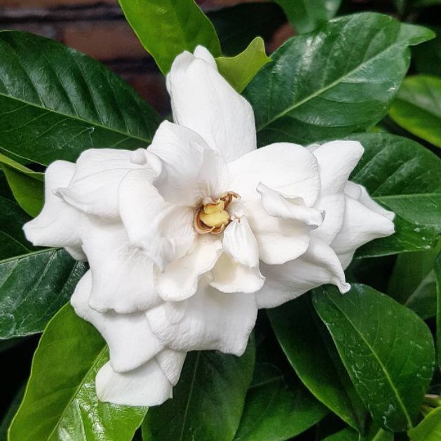 Tanaman Hias Bunga Kaca Piring (Gardenia jasminoides)/ Gardenia