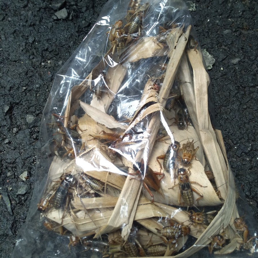 Ryani Farm jangkrik pakan burung ikan jangkrik ternak jangkrik hidup