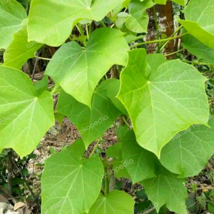 daun jarak segar 1kg daun herbal jarak