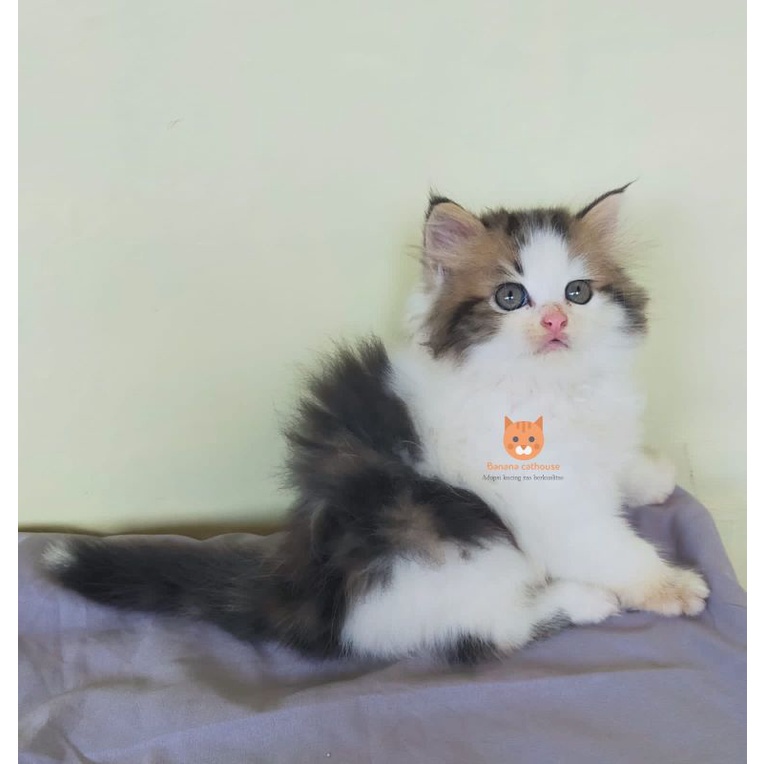 kucing persia norwegian forest