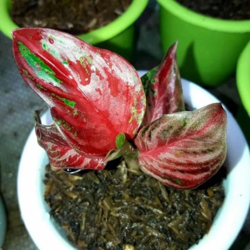 PROMO bibit anakan aglonema yohana anakan aglonema yohana