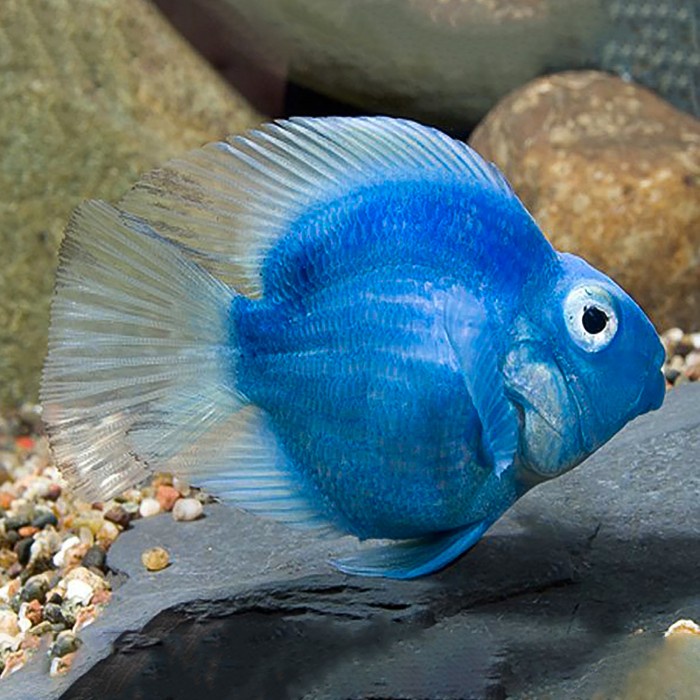 Blue Parrot Fish / Parrot Biru / Ikan Hias Parrot