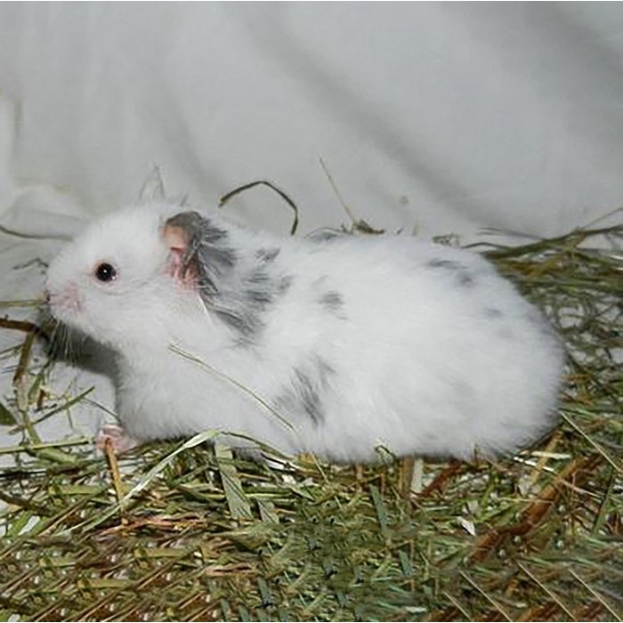 Hamster Syrian Fujiyama Long Hair