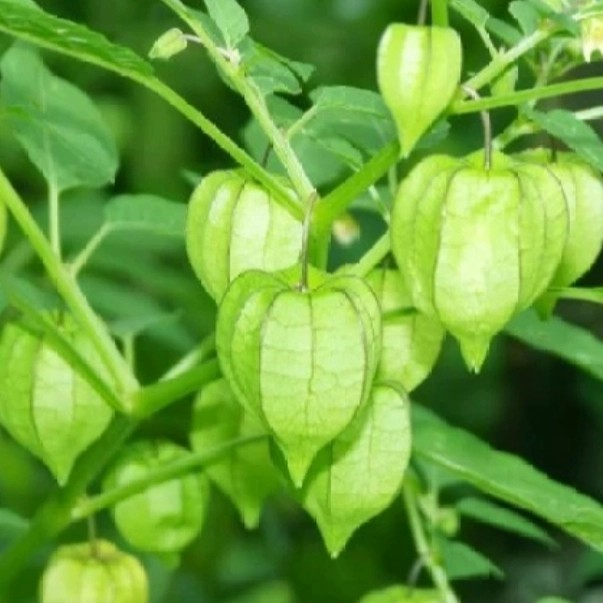 

daun cilukan,daunya saja