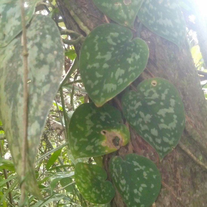 tanaman Scindapsus