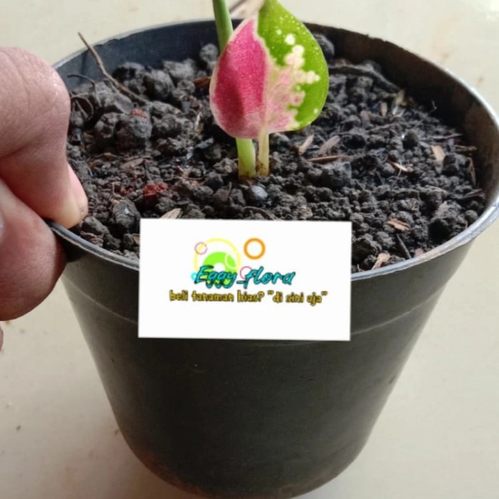 aglonema suksom jaipong baby tanaman