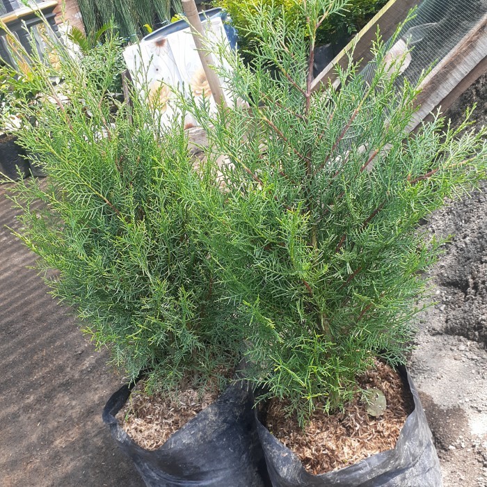 TANAMAN HIAS CEMARA RENTES WANGI/ CEMARA WANGI RIMBUN TINGGI 60CM