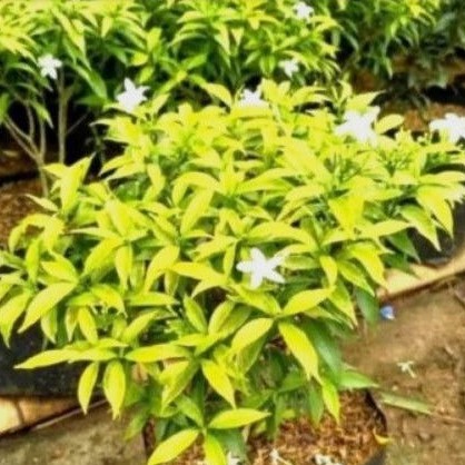 ROMBUSA GOLDEN/BIBIT TANAMAN HIAS ROMBUSA