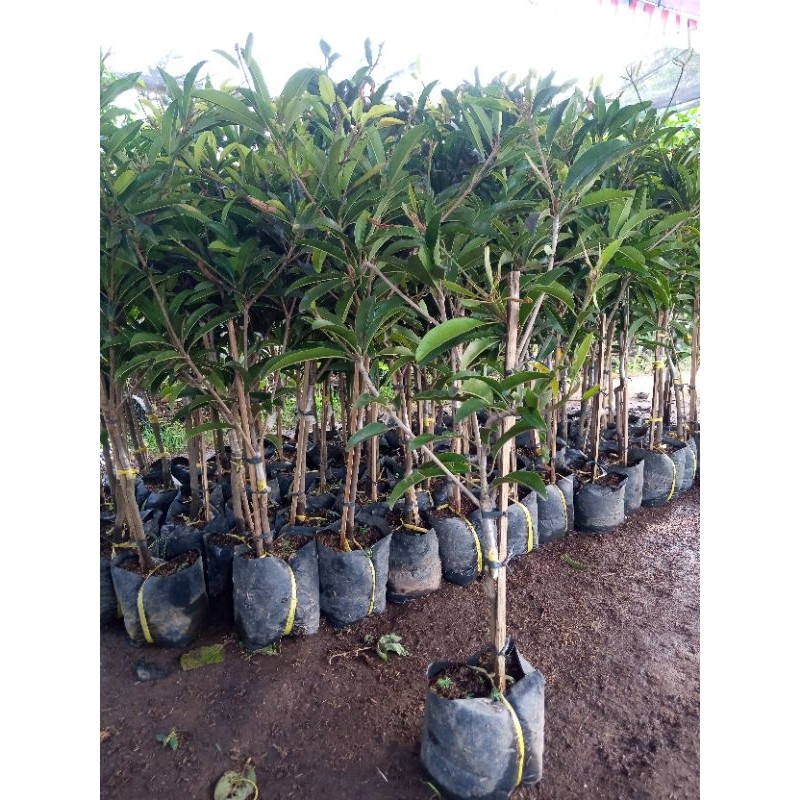 Pohon Sawo Jumbo Bibit Pohon Sawo Jumbo