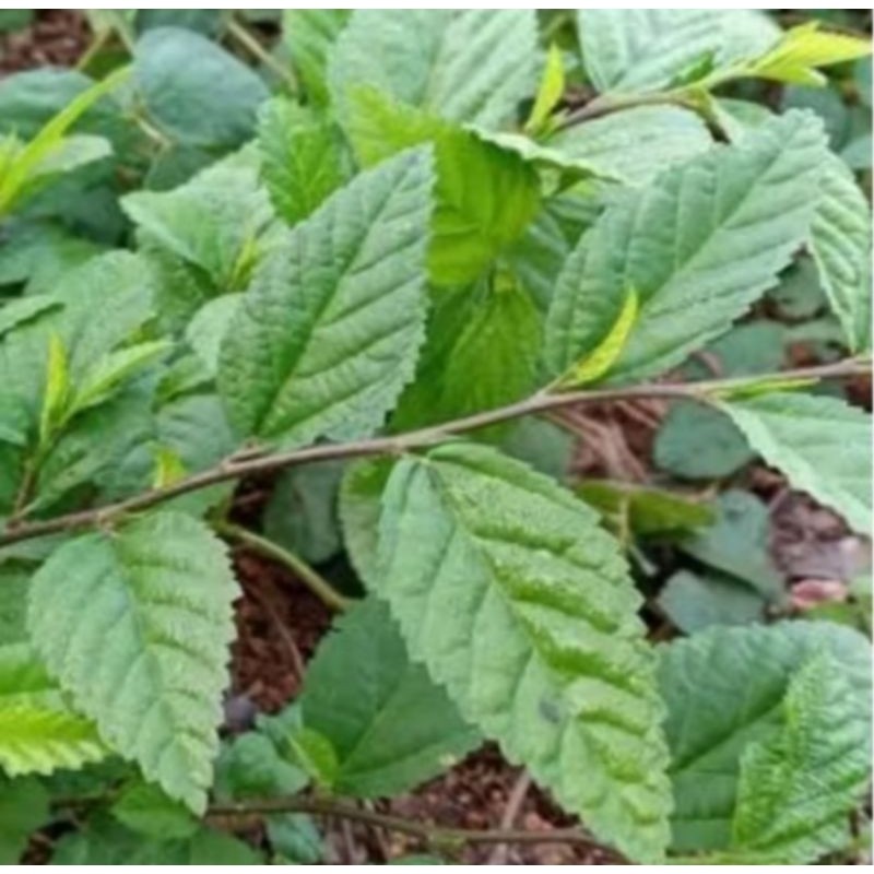 

PROMO HEMAT DAUN SIDAGURI SEGAR 500 GRAM