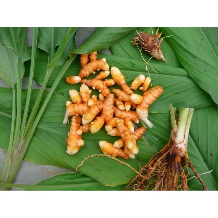 

Kunyit Segar 1kg Kunir Kuning Anti Corona Virus