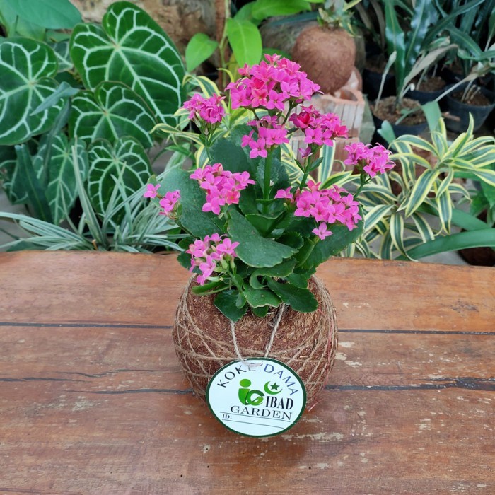 Kokedama cocor bebek bunga ungu