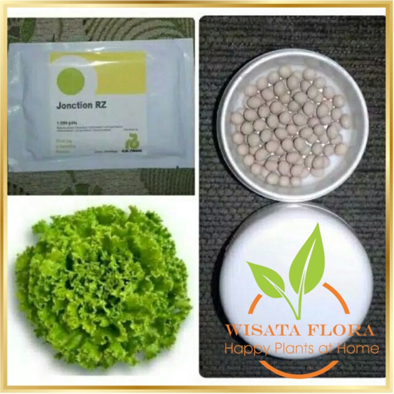 benih bibit selada batavia junction rz 50 & 100 pills Wisata Flora