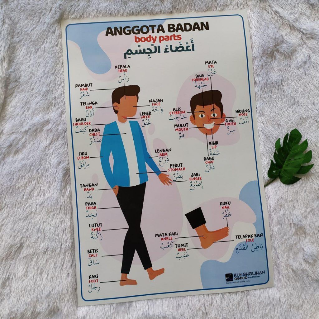 

Poster Anggota Badan Body Parts Indonesia Arab Inggris