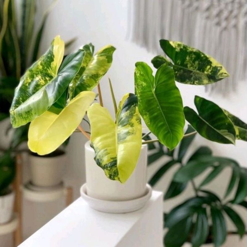 ( TERMURAH) Tanaman Hias Philodendron Burlemarx Varigata - Philodendron Brekele Varigata Murah - Tan