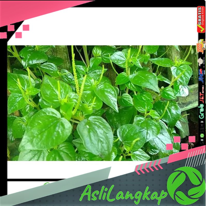 

Daun Sirih Cina Ketumpang Air 250gram