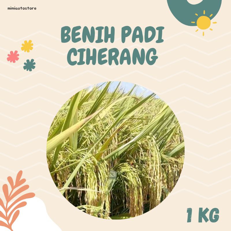 [ BENIH PADI CIHERANG ] 1 KG BENIH PADI CIHERANG UNGGUL SIHERANG