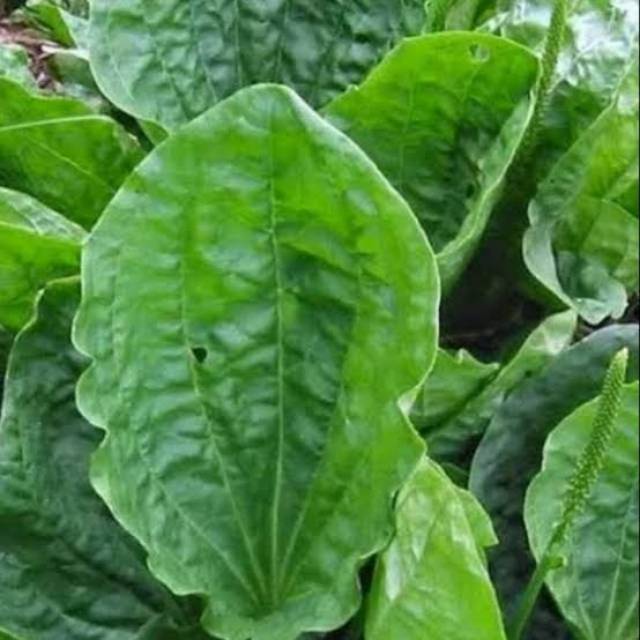 

Jual Daun Ki Urat Frest 500Grm