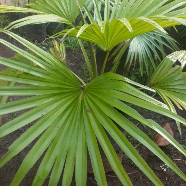 bibit pohon palem waregu