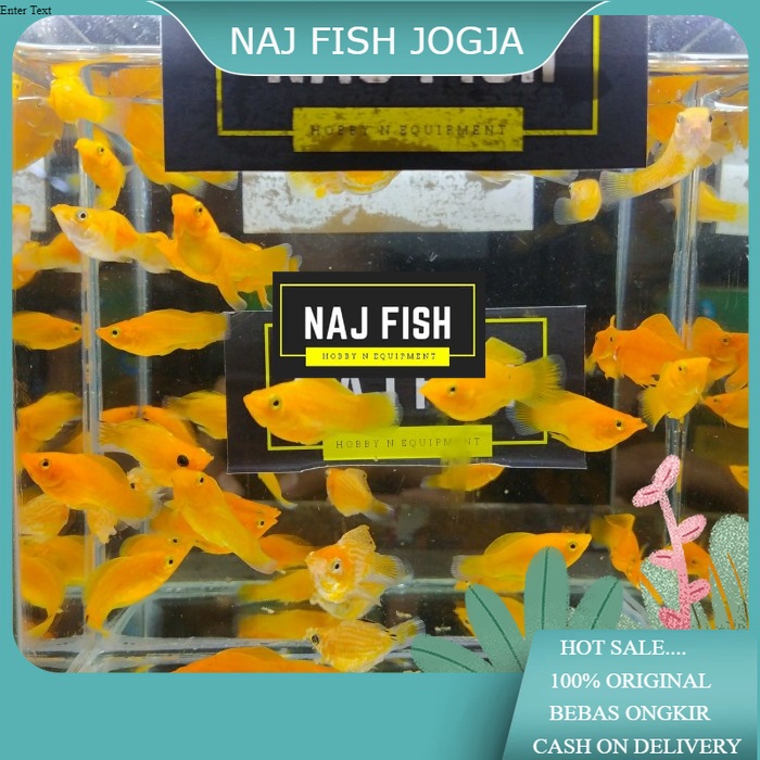 Molly Balon Red Chili Cakep Penghias AquariumAquascape Gojek Only