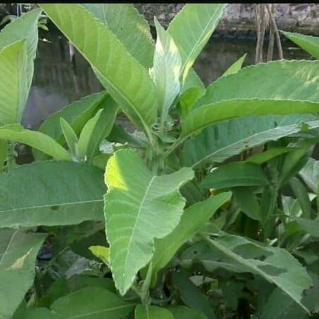 

Daun sembung segar 100 grm