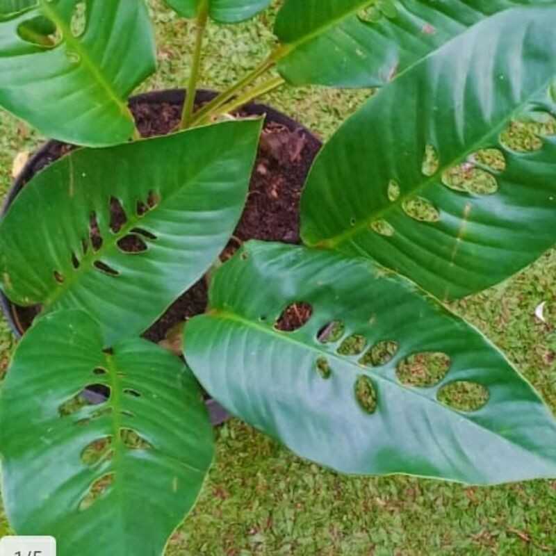 Tanaman hias Rhaphidophora foraminifera (duda bolong) sicantiks