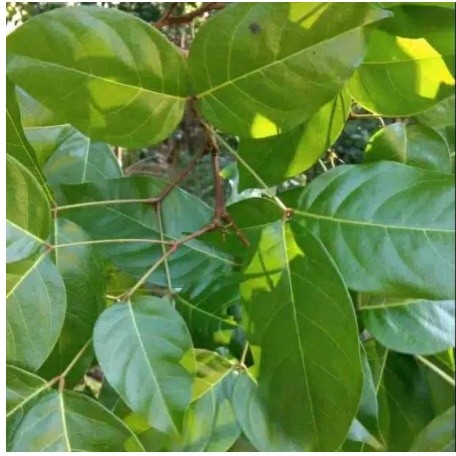

DAUN JENGKOL SEGAR 100LEMBAR MURAH. OBAT HERBAL. OBAT TRADISIONL. OBAT ALAMI DI PETIK LANGSUNG SAAT ORDERAN MASUK