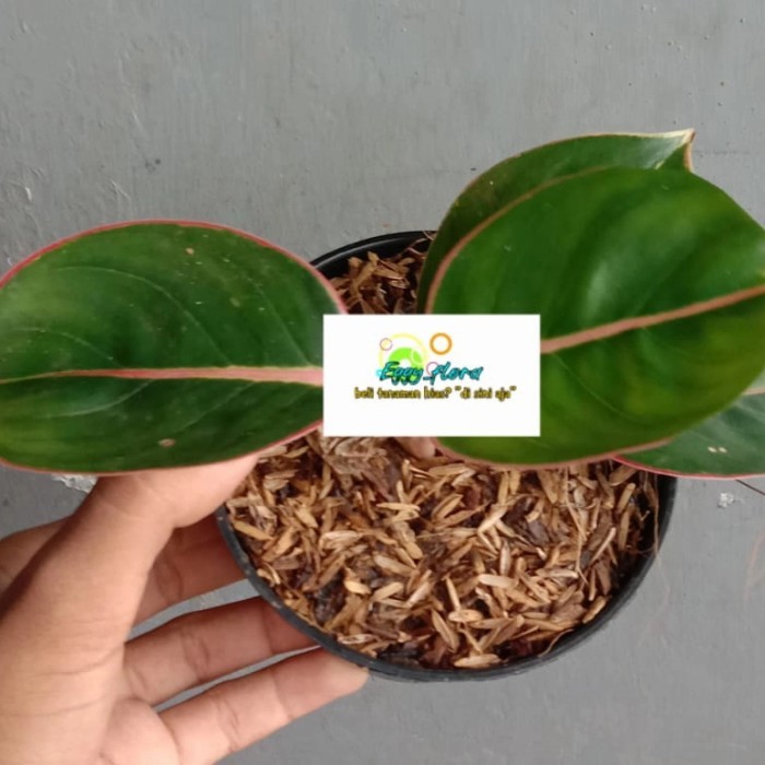 aglonema flaminggo lipstik