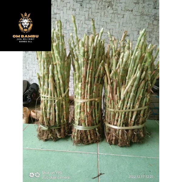 bibit rumput odot 1kg pakan kambing