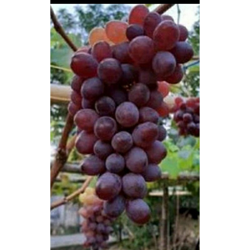 bibit bibit anggur jupiter