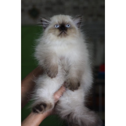 kucing persia kitten persia himalaya sealpoint jantan