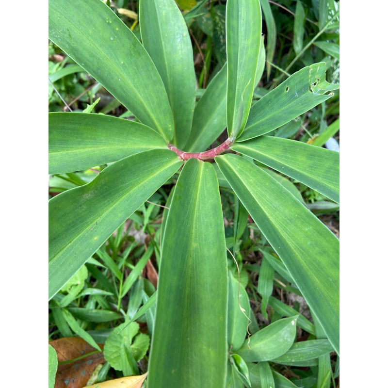

Daun pacing daun umbi pacing segar 500 gram