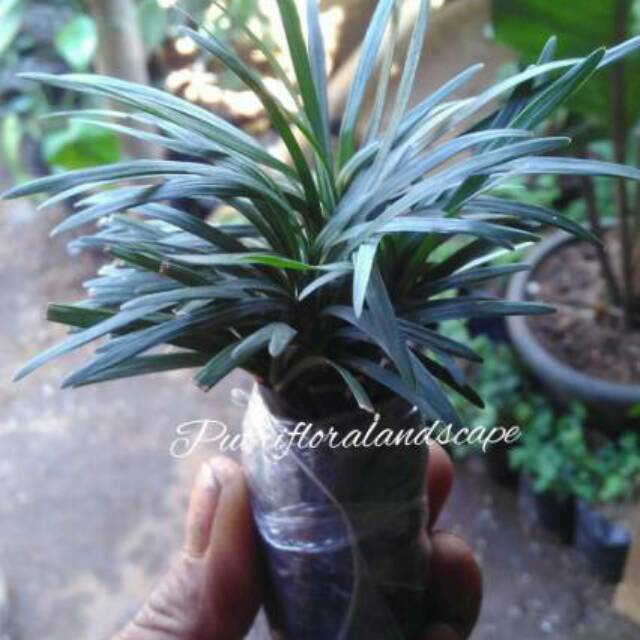 tanaman hias kucai mini-rumput kucai mini-kucai mini