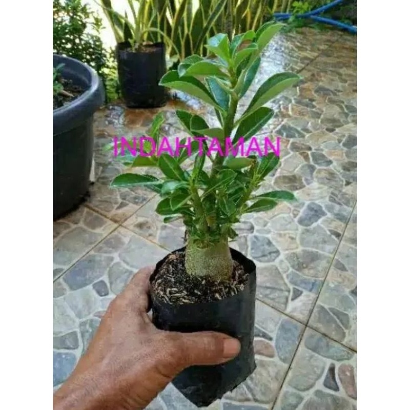promo BONSAI ADENIUM bibit tanaman bonsai adenium