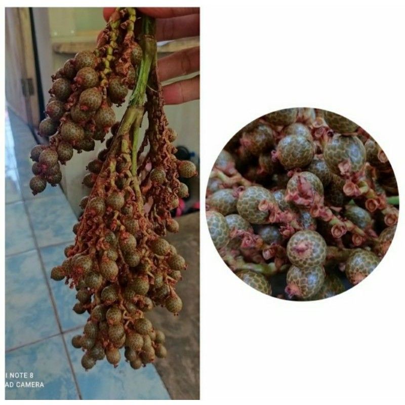 

cod BARU/1 KG BUAH JERNANG / BUAH HOE / BUAH ROTAN SEGAR mugilaris