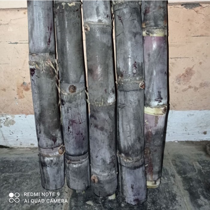 Tebu hitam/Wulung obat kanker payudara dan diabetes