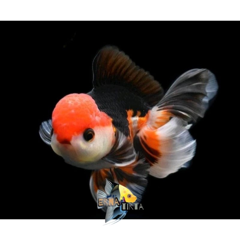 Kebutuhan aquarium Ikan Hias Mas Koki Oranda Baby 3Colour,Blackgold,Panda Grade Fancy Quality