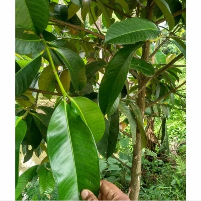 

Daun manggis segar 500 gram