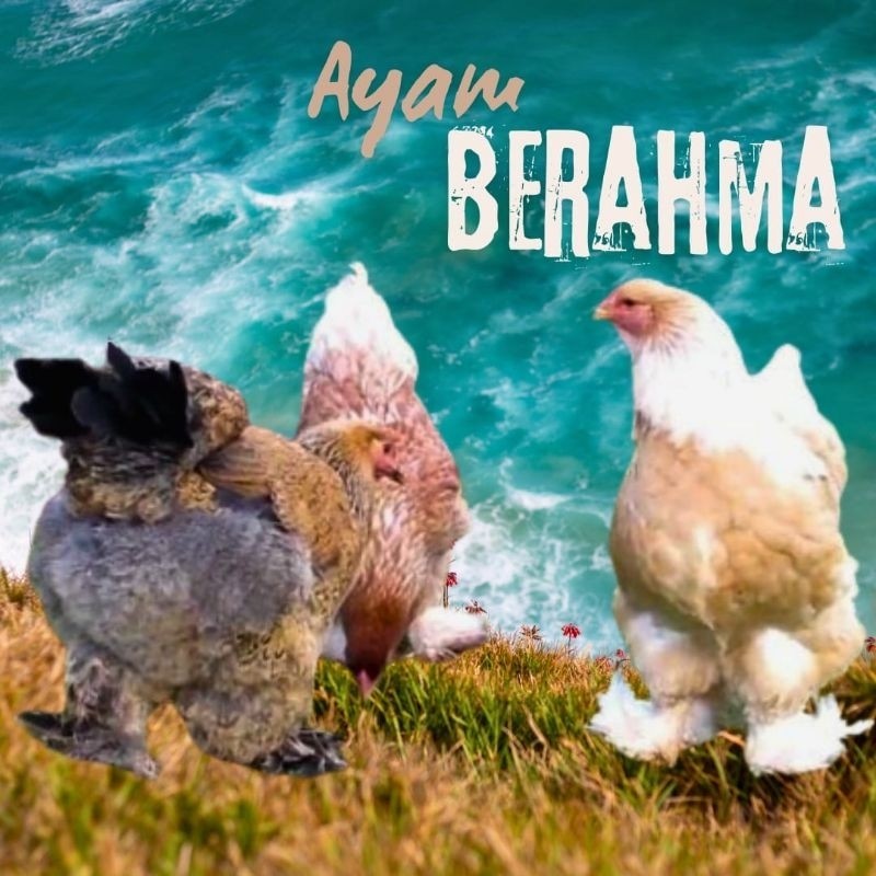 

telur ayam hias Berahma untuk di tetaskan