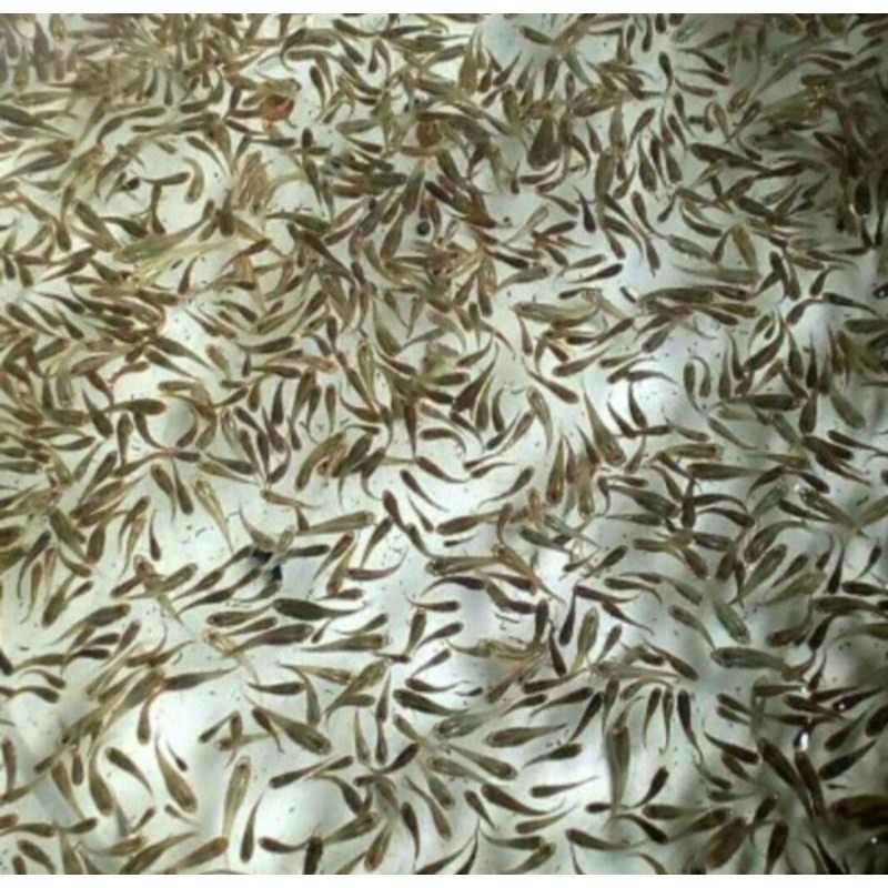 Ikan Cere jumbo Pakan Ikan Hias Predator