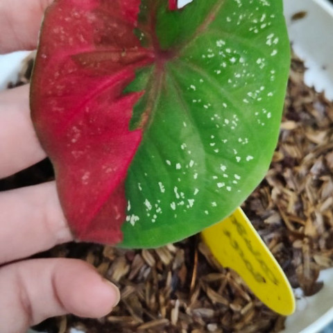 Tanaman Hias Keladi Baret Merah, Baby Keladi Baret