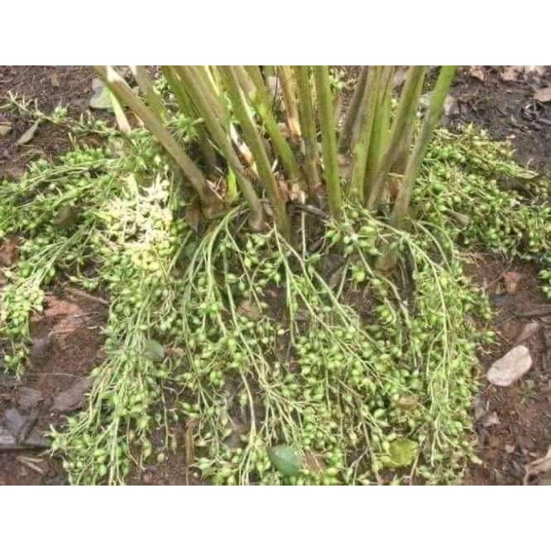 BIBIT ASLI KAPULAGA INDIA GREEN CARDAMOM MALABAR