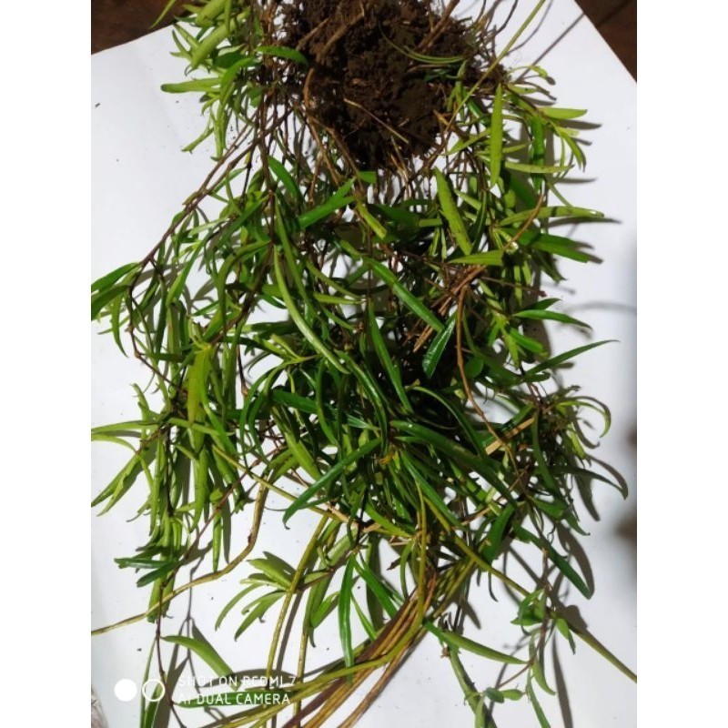 Tanaman hias gantung hoya sp hutan cantik