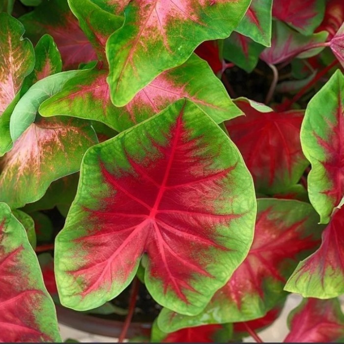 tanaman hias keladi merah caladium pohon keladi merah @ahmadanggrek