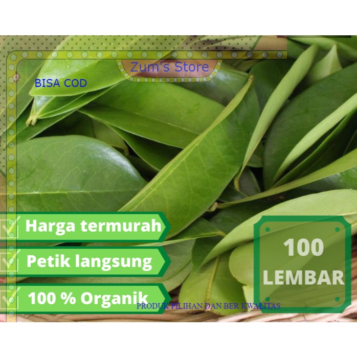 

Ready 100Lembar DAUN SIRSAK TUA SEGAR ORGANIC 100%