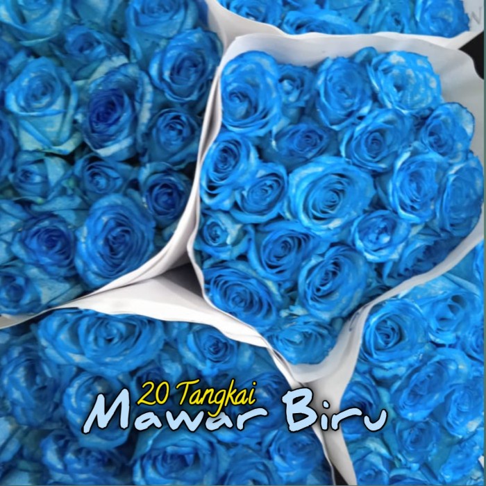 Bunga Mawar Biru Bunga Potong 20 Tangkai Asli dan Segar